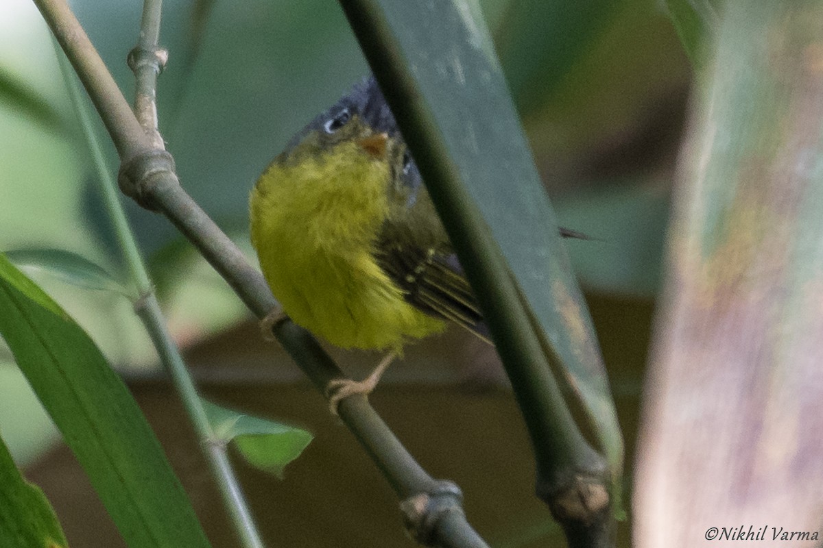 White-spectacled Warbler - ML239960801