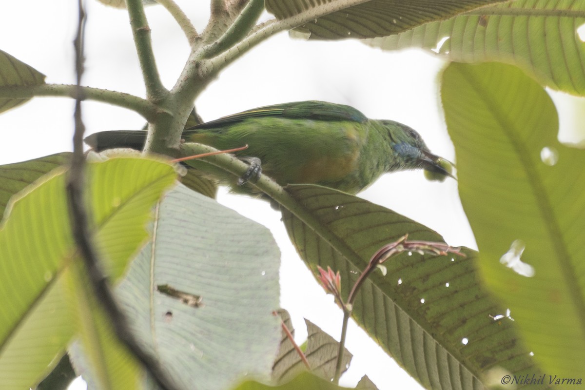 Orange-bellied Leafbird - Nikhil Varma
