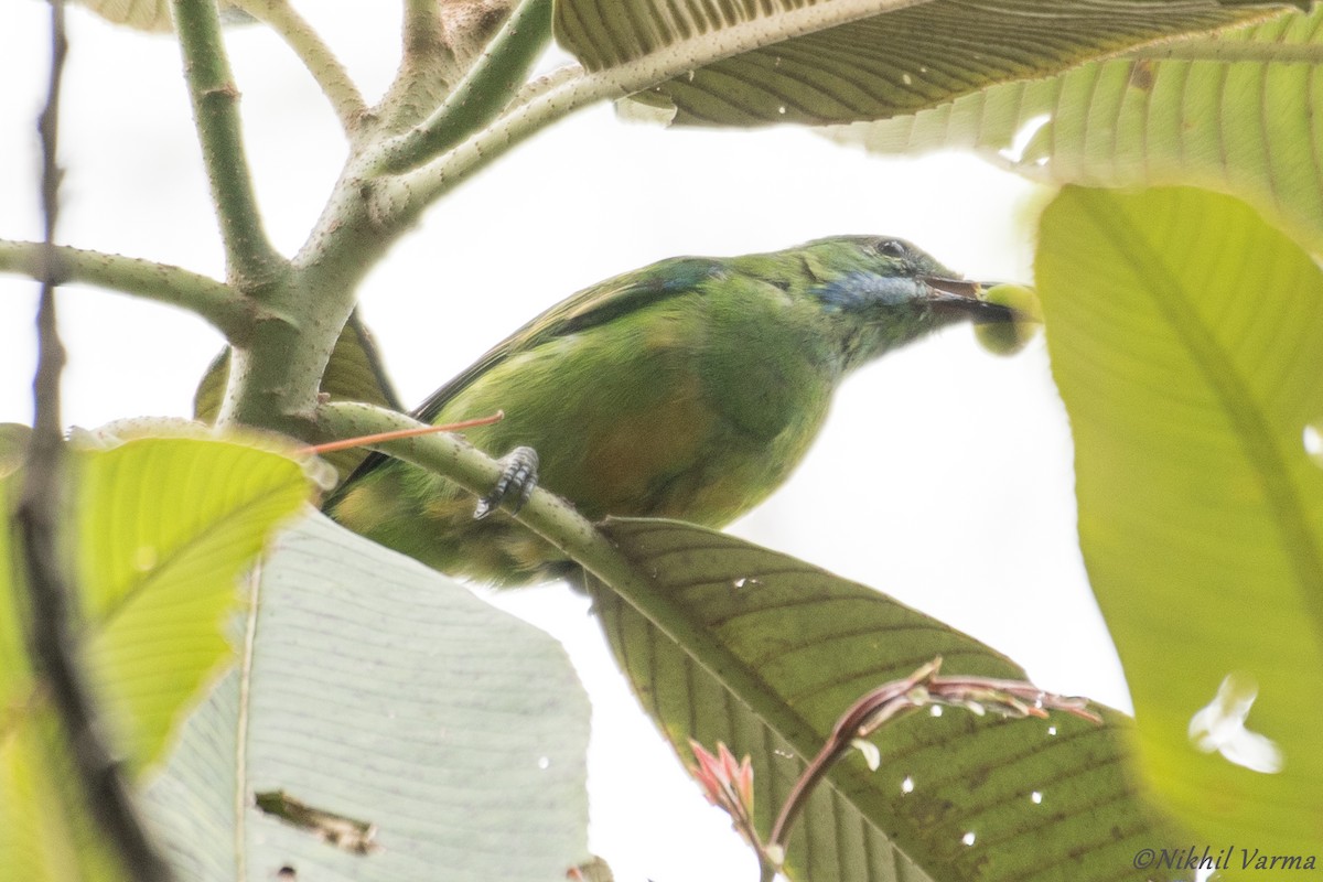 Orange-bellied Leafbird - ML239960831