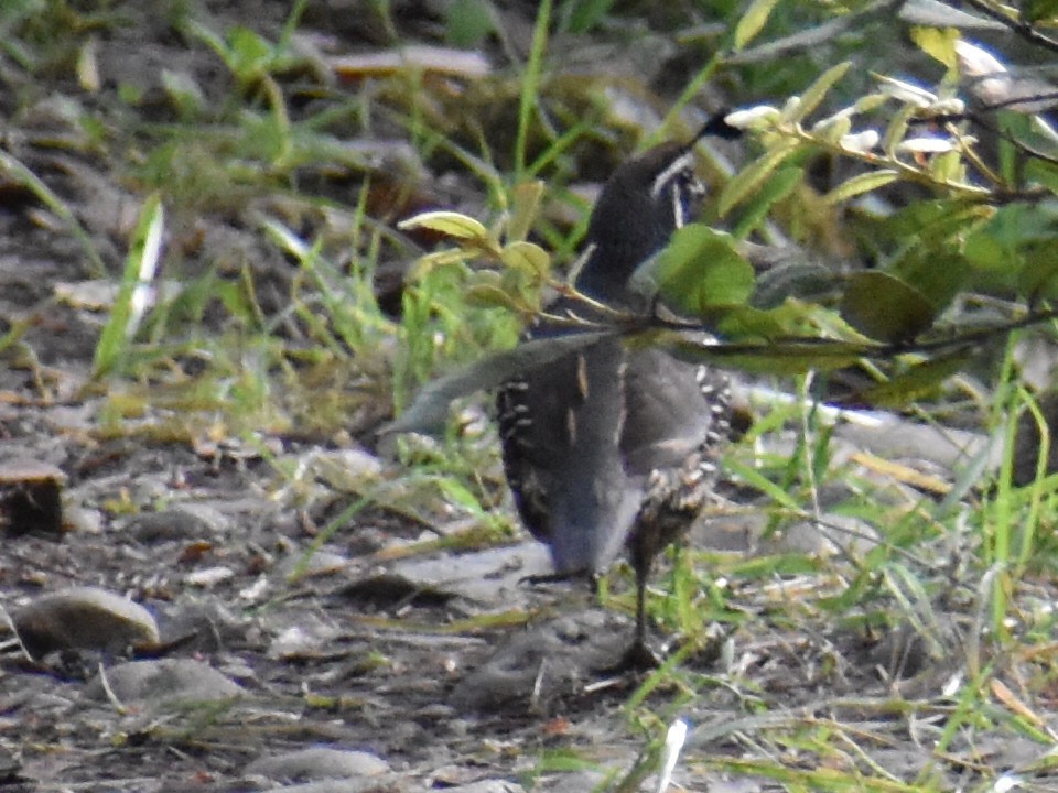 California Quail - ML239961171