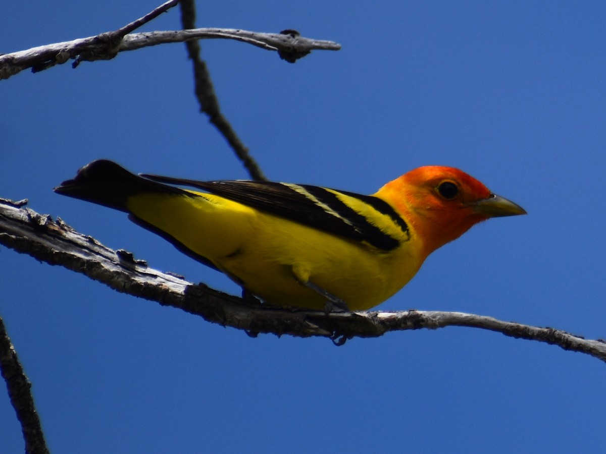 Western Tanager - ML239961391