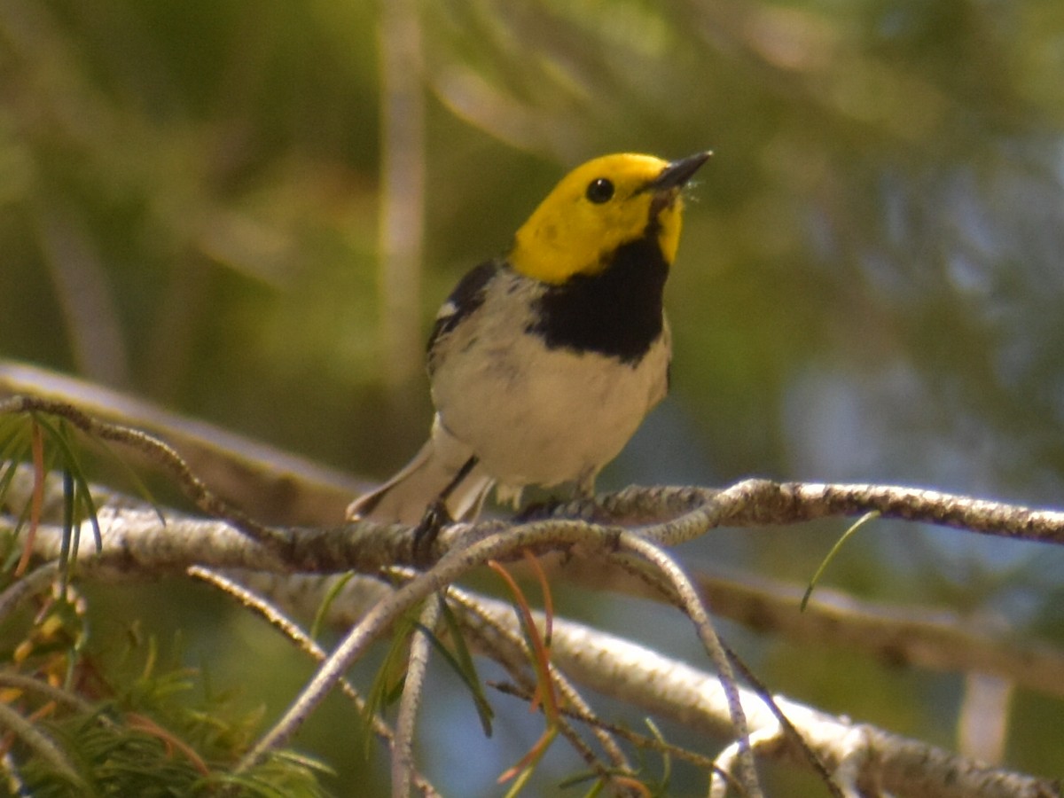 Hermit Warbler - ML239961411