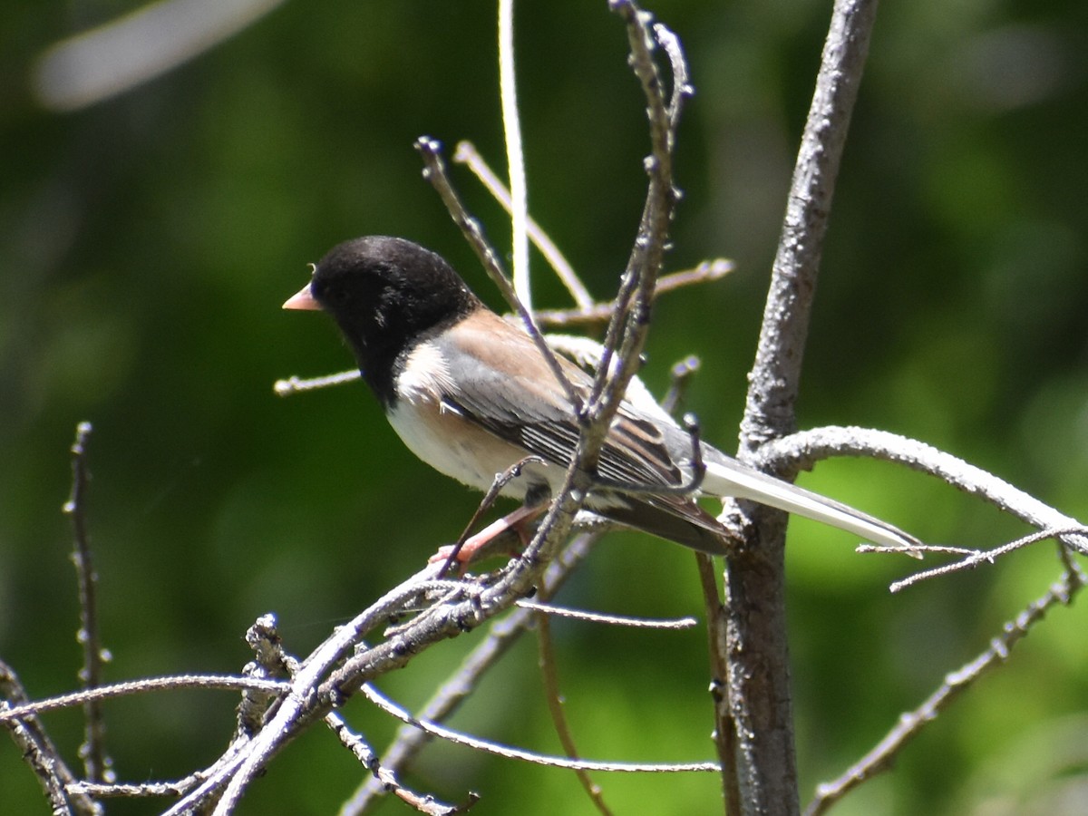 Dark-eyed Junco - ML239961511