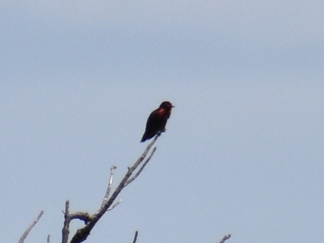 Anna's Hummingbird - ML239961561