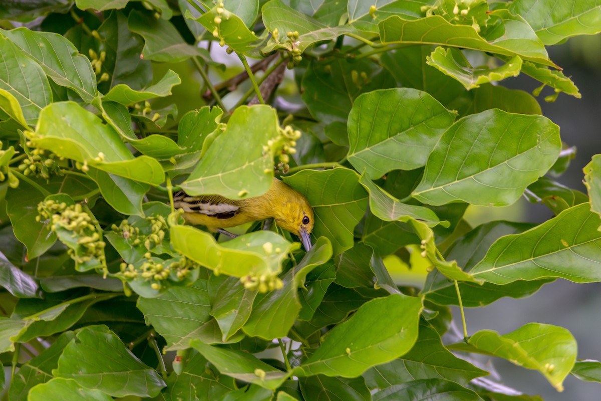 Common Iora - Ramesh Desai