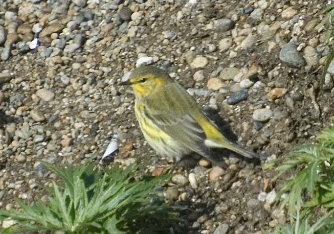 Cape May Warbler - ML239962181