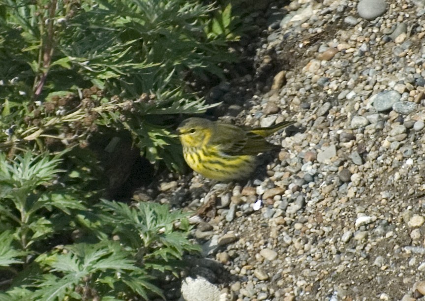 Cape May Warbler - ML239962201