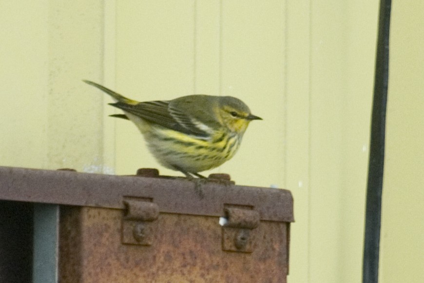 Cape May Warbler - ML239962271