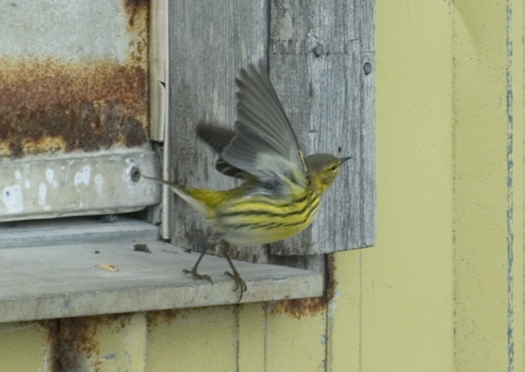 Cape May Warbler - ML239962281