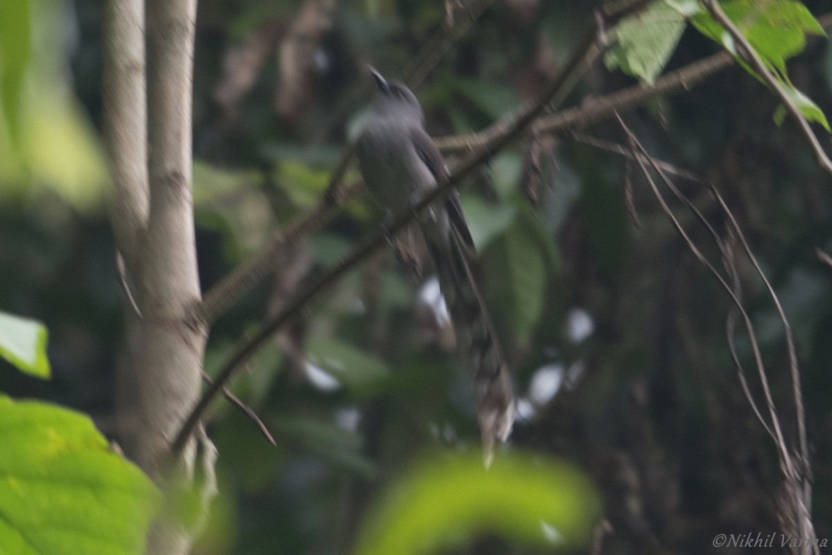 Long-tailed Sibia - ML239963261