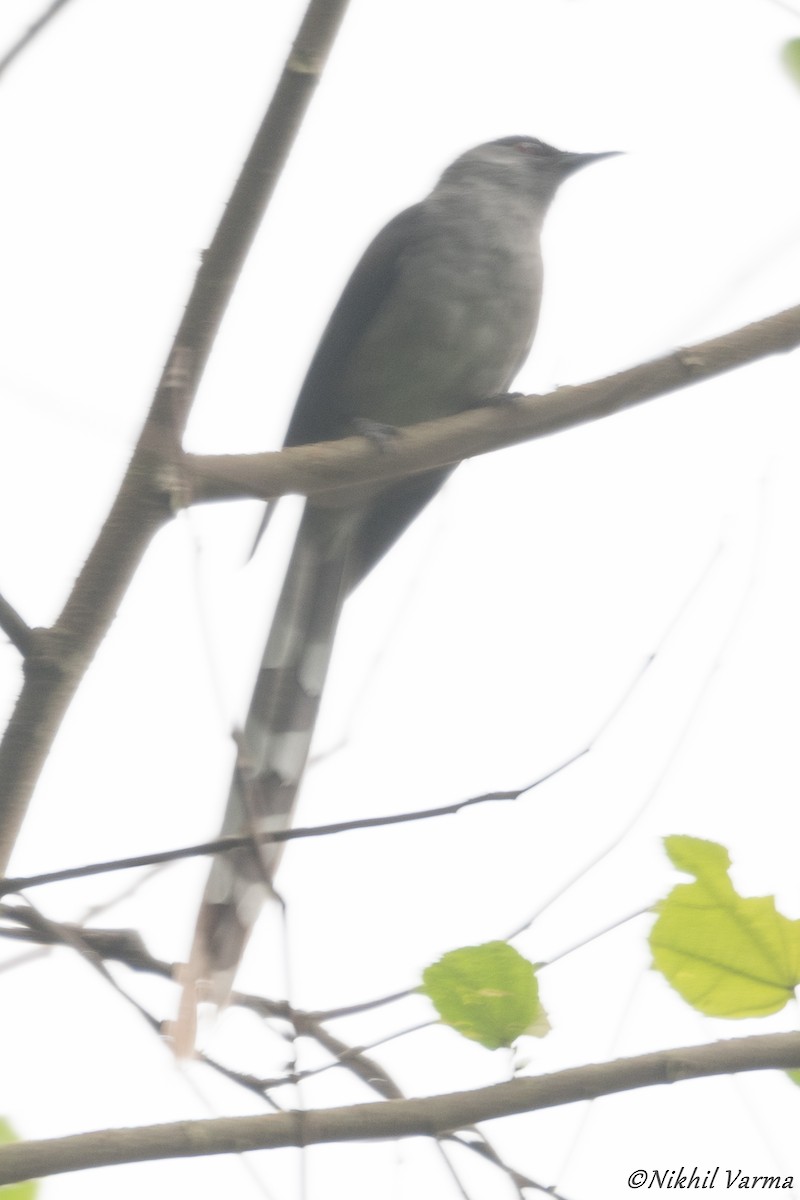 Long-tailed Sibia - ML239963271