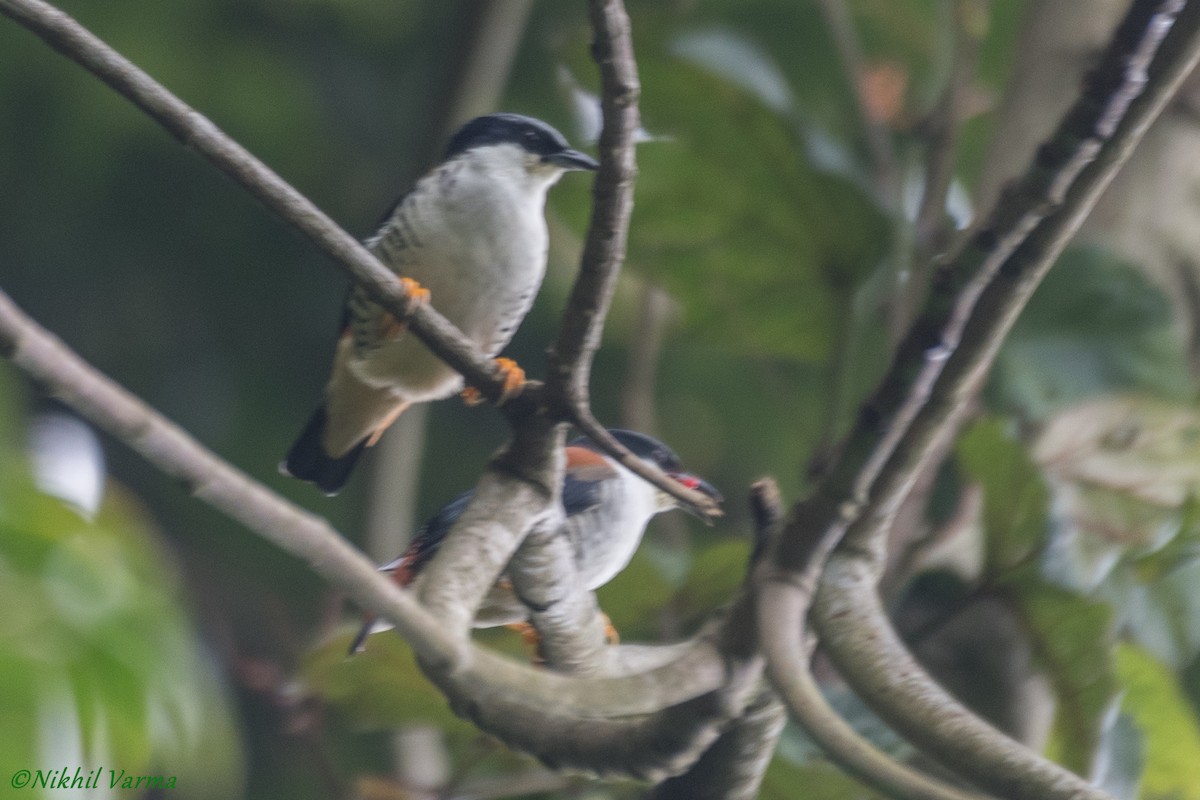 Himalayan Cutia - ML239963311