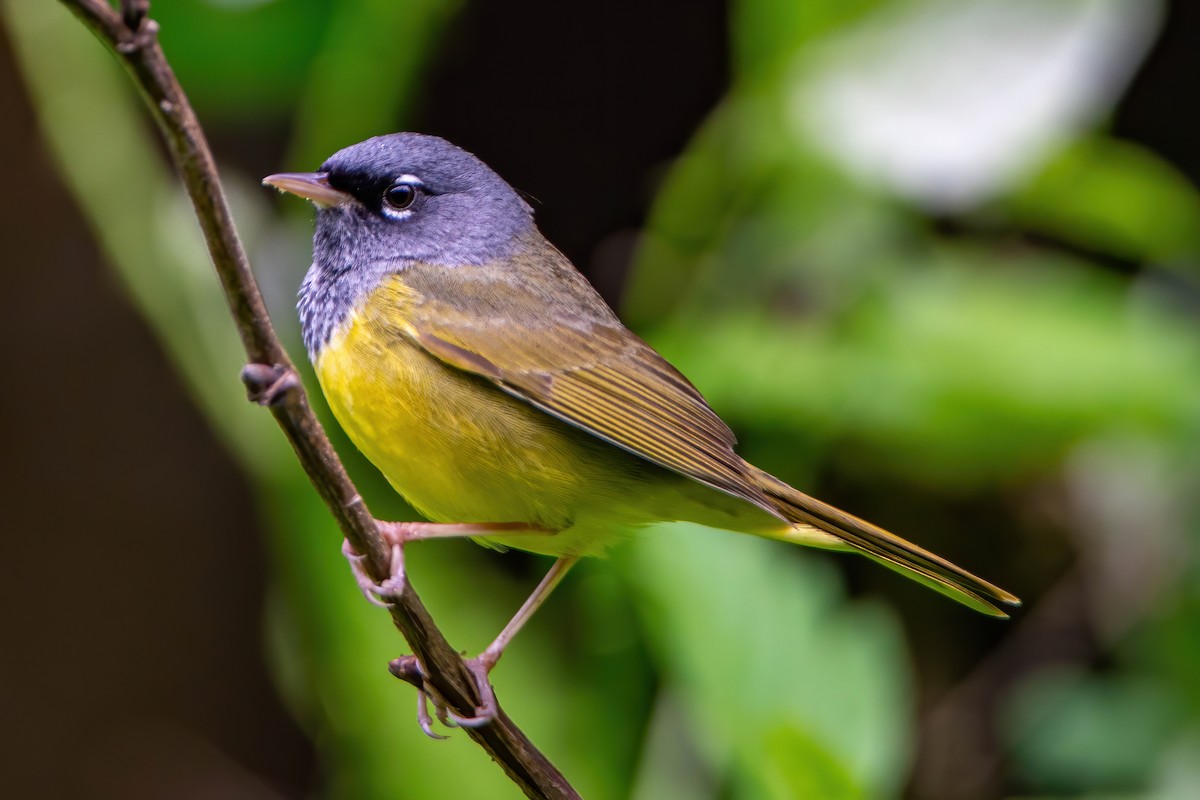 MacGillivray's Warbler - ML239965201