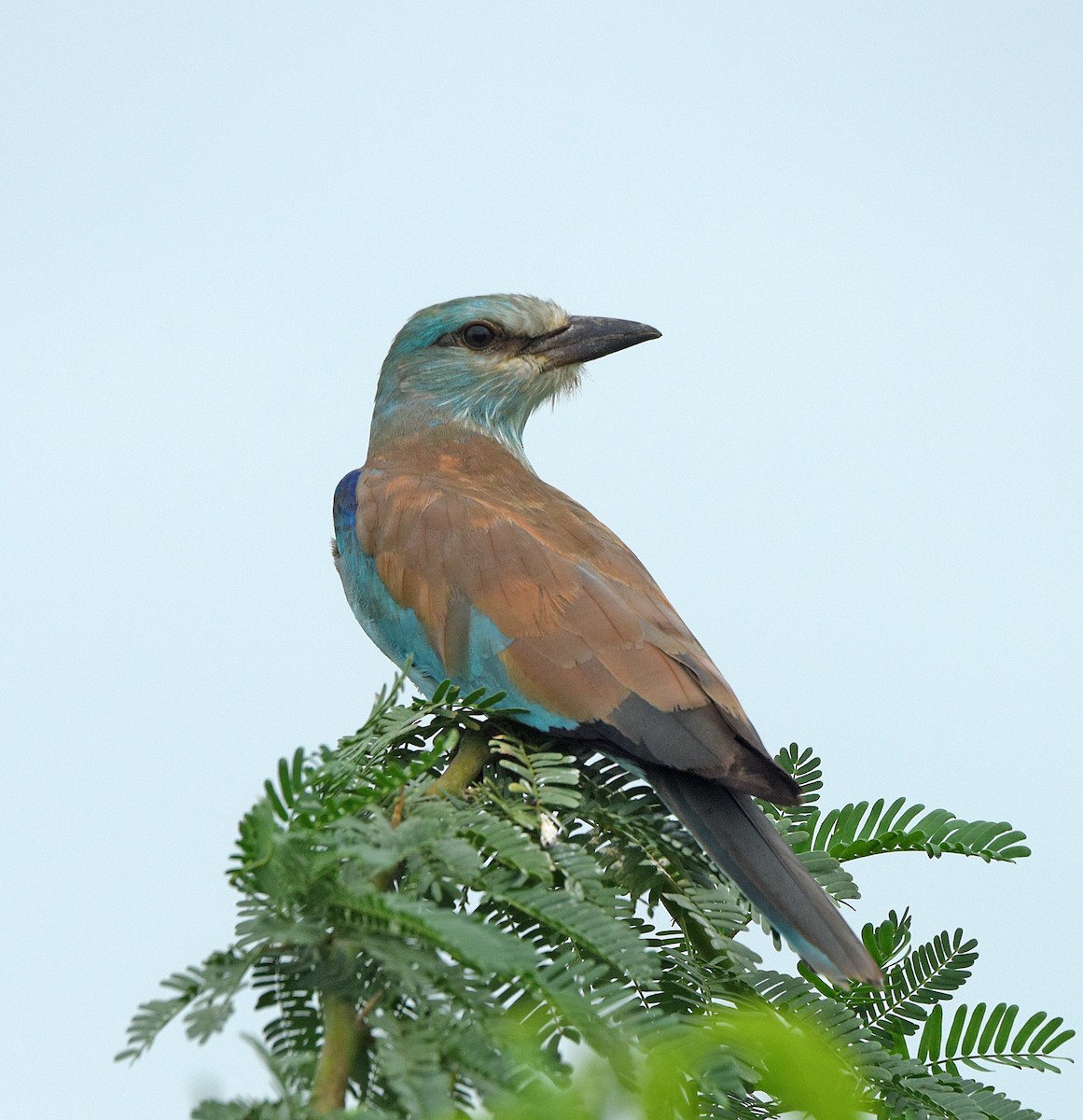 European Roller - Savithri Singh