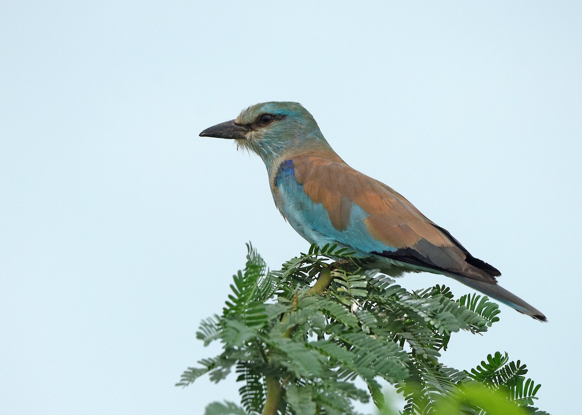 European Roller - Savithri Singh