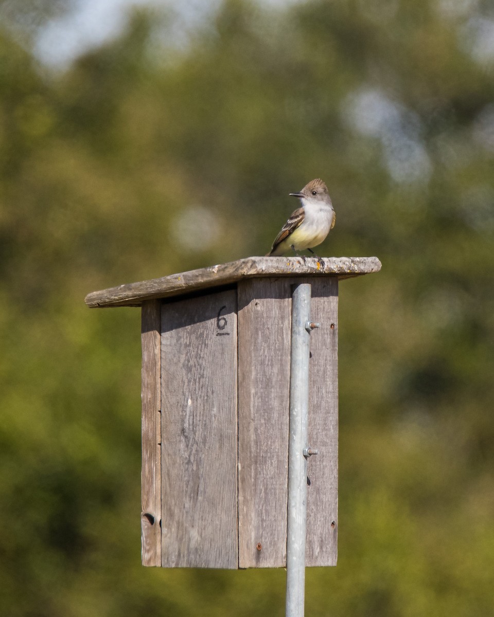 Ash-throated Flycatcher - ML239966921