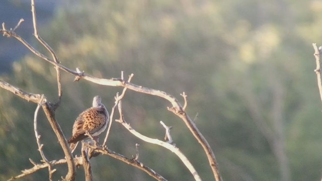 European Turtle-Dove - ML239967331