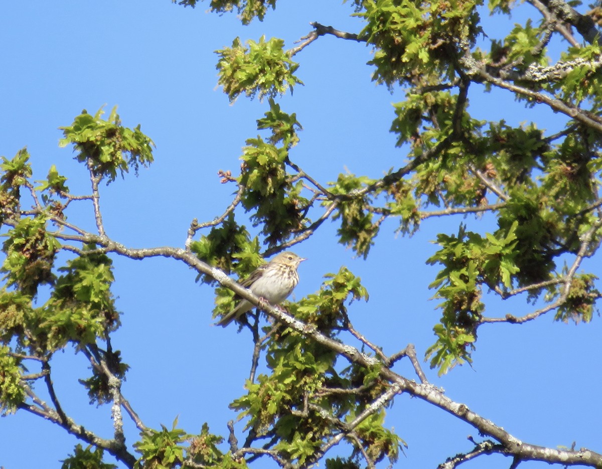 Tree Pipit - ML239967461