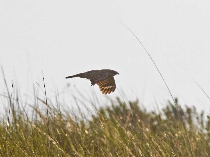 Swamp Nightjar - ML239968991