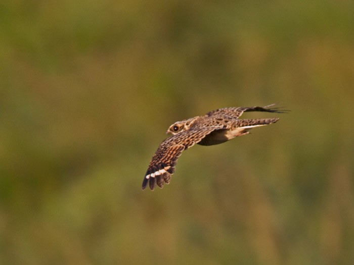 Swamp Nightjar - ML239969001