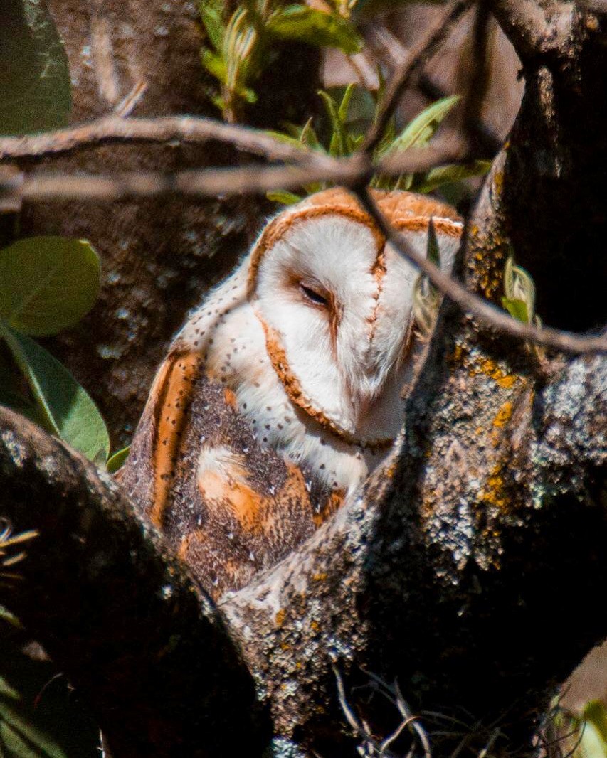 Barn Owl - Luis Lopez vazquez