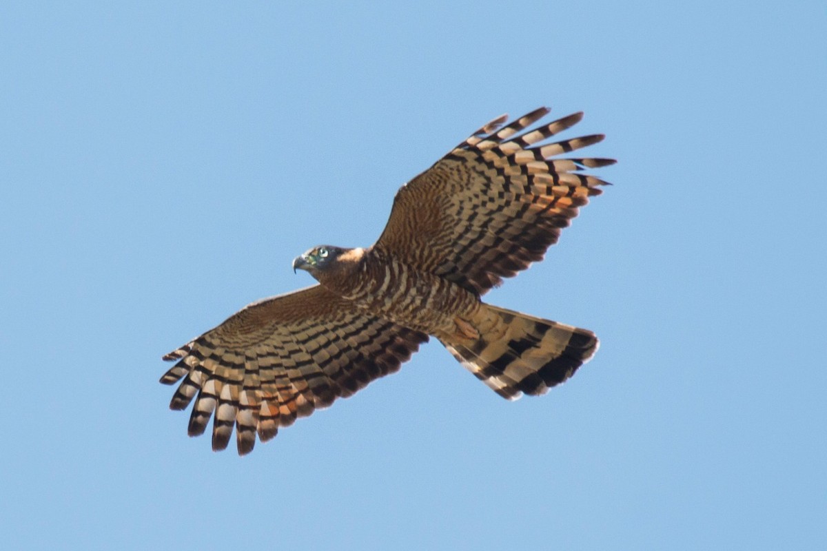 Hook-billed Kite - ML239969391