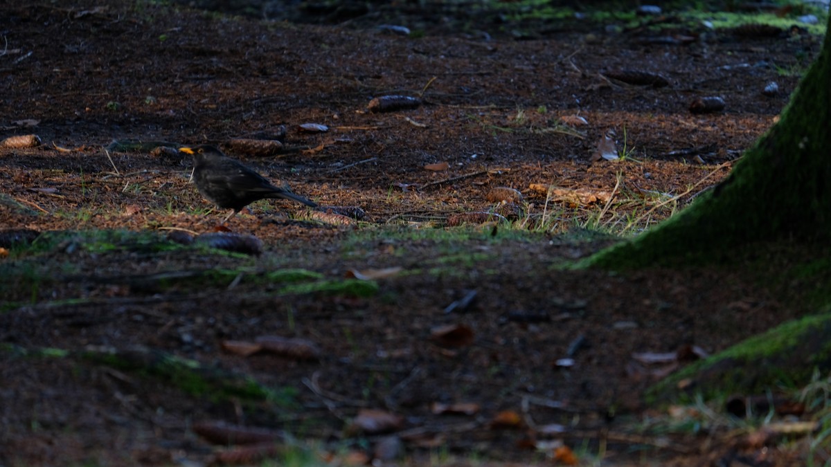 Eurasian Blackbird - ML239969851