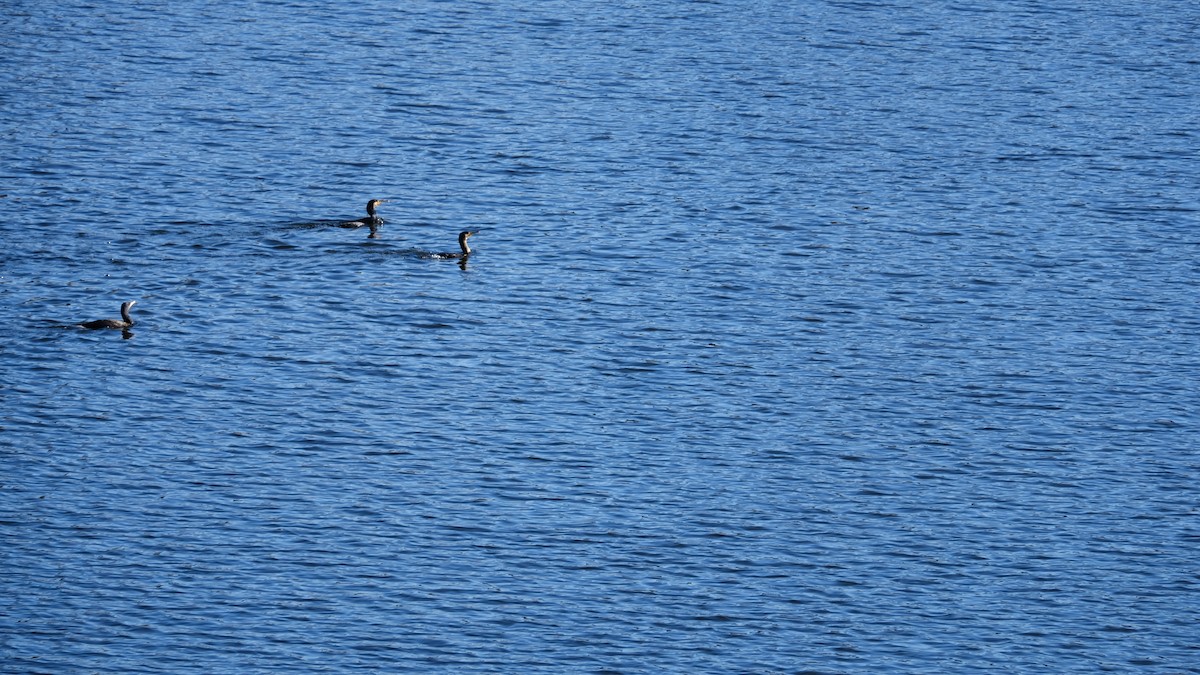 Great Cormorant - ML239970041