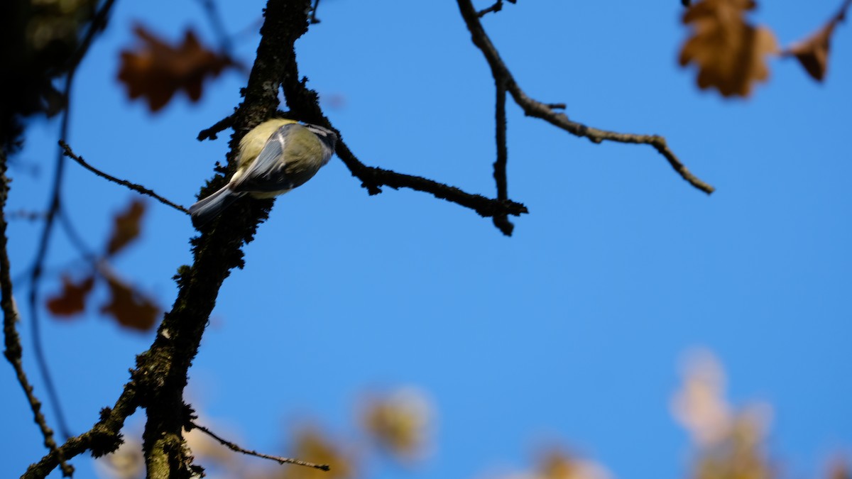 Eurasian Blue Tit - ML239970121