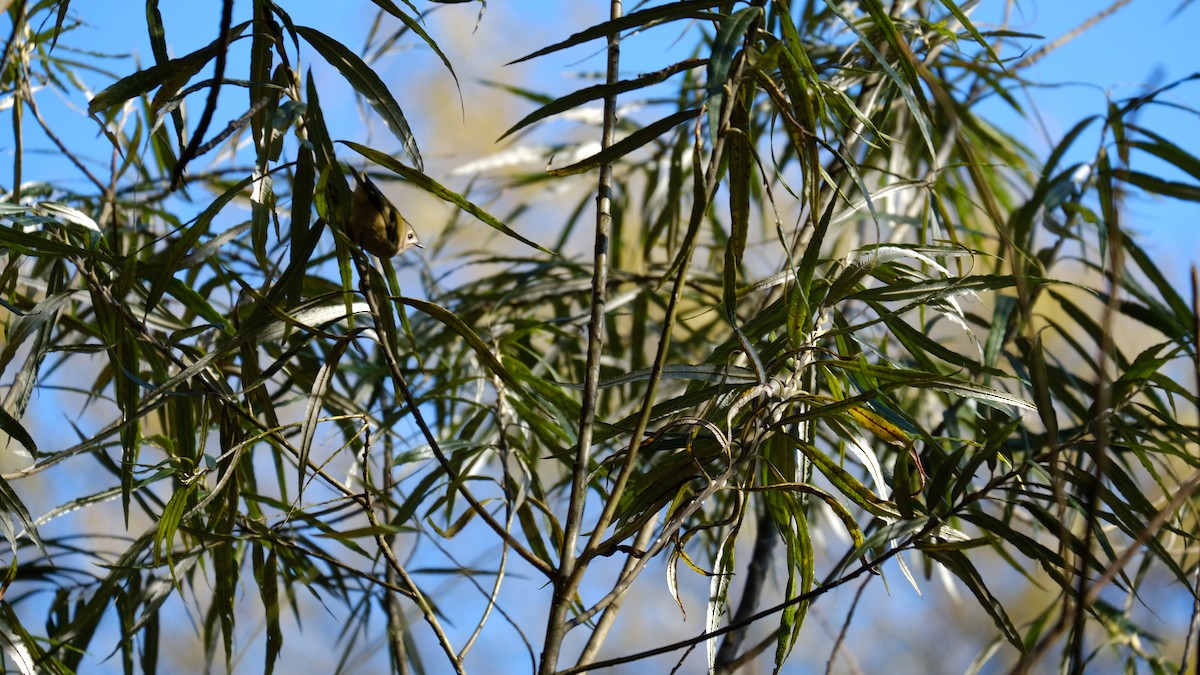 Goldcrest - ML239970251