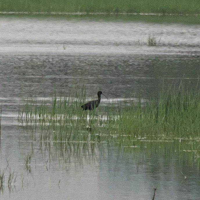 Glossy Ibis - ML239970301