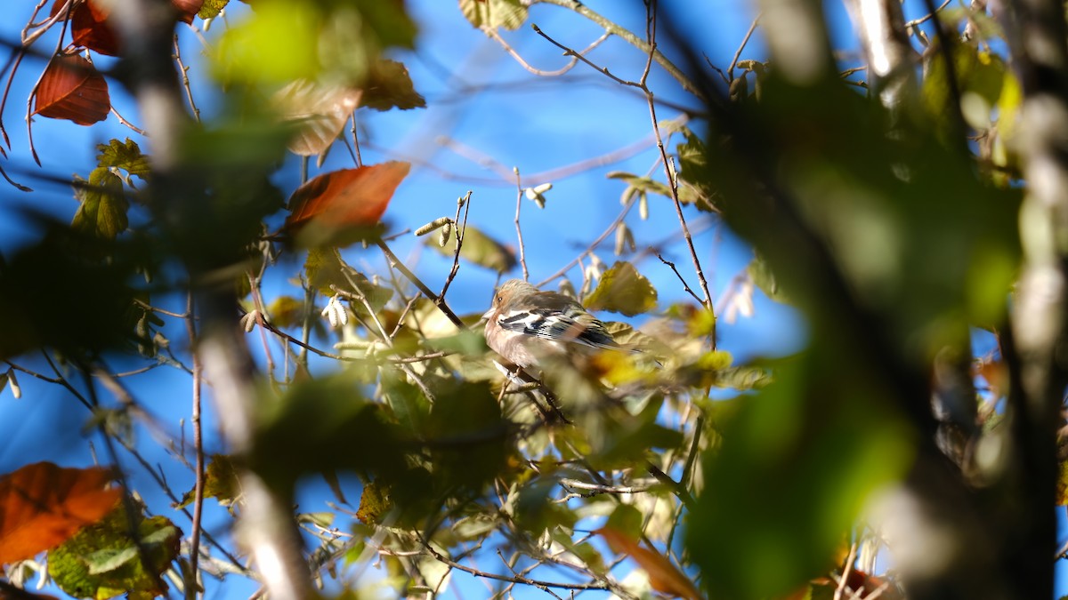 Common Chaffinch - ML239970401