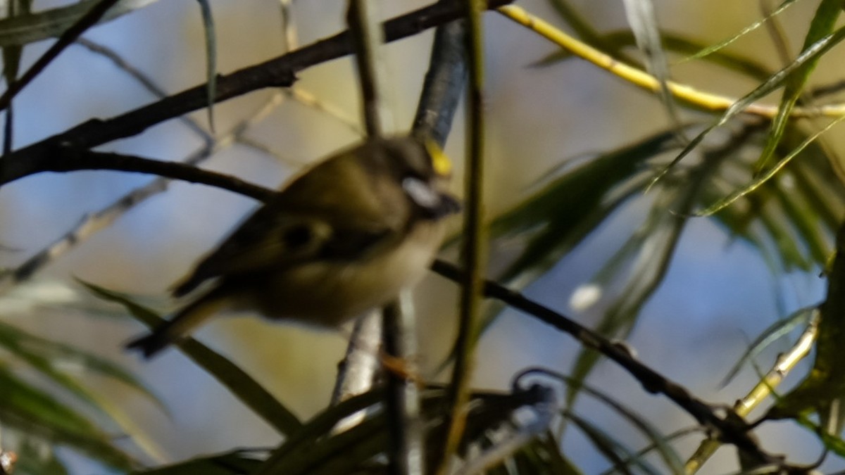 Goldcrest - ML239970451