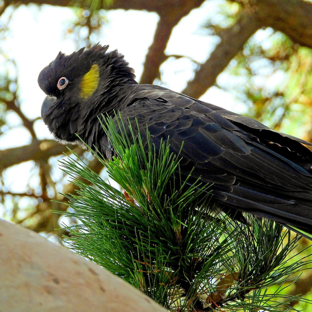 Yellow-tailed Black-Cockatoo - ML239971031