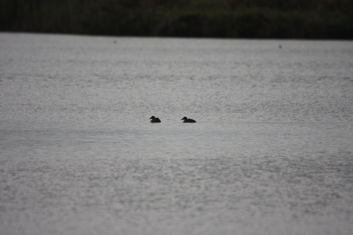 Blue-billed Duck - ML239972831