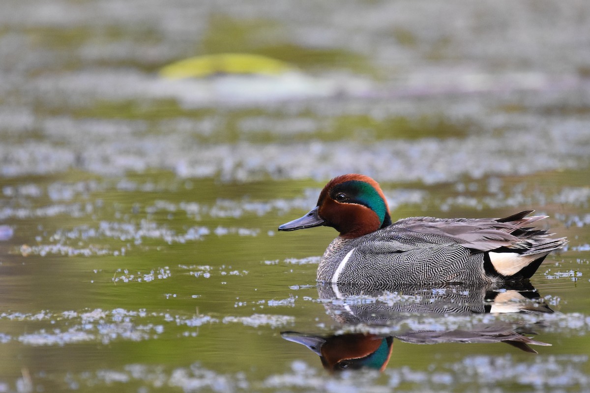 Green-winged Teal - Andy Bankert