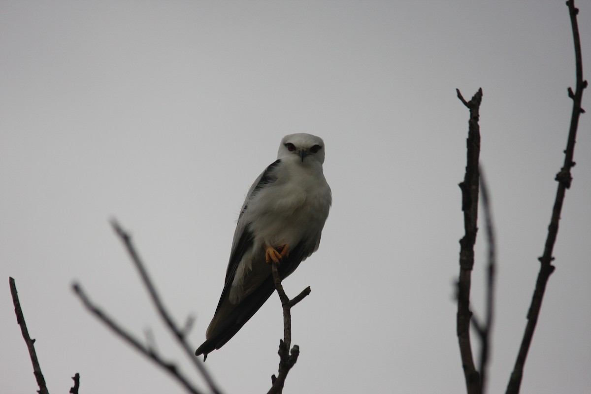 Black-shouldered Kite - Josh Lee