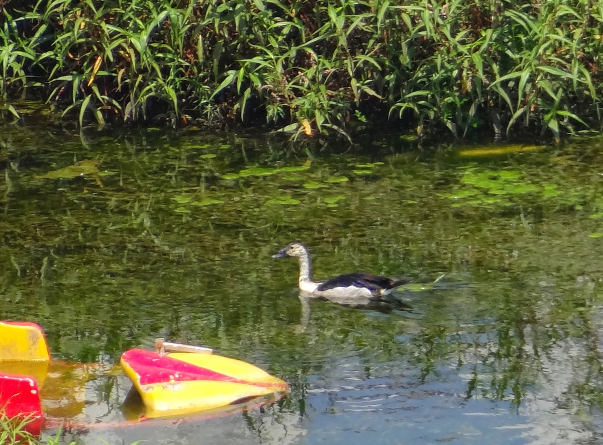 Knob-billed Duck - ML239976871