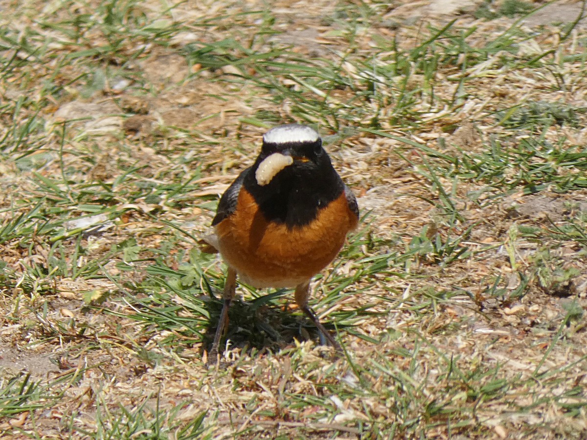 Common Redstart - ML239977331