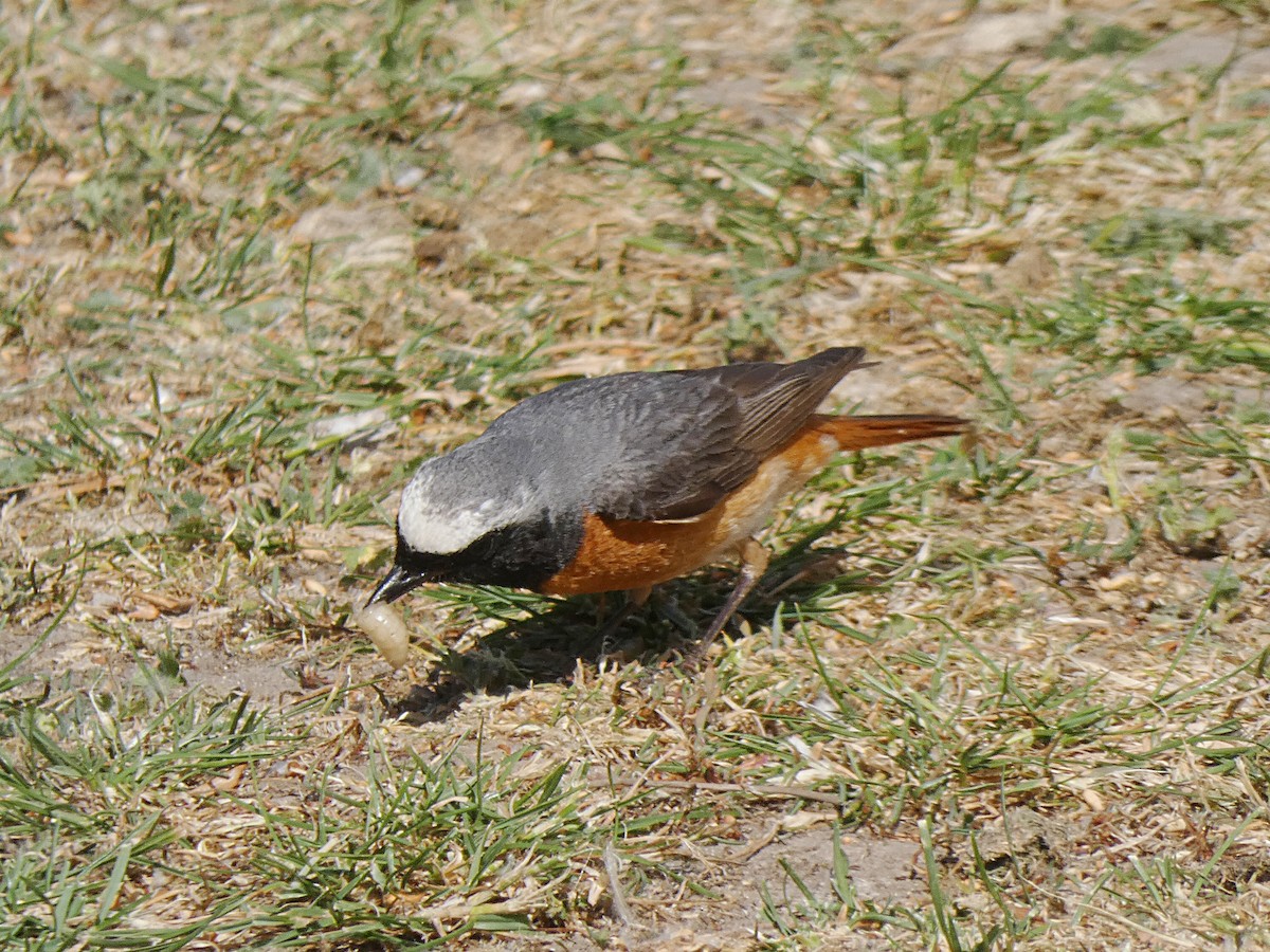 rehek zahradní - ML239977351