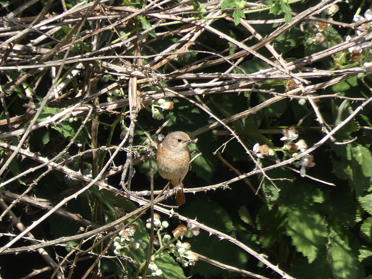 rehek zahradní - ML239977381