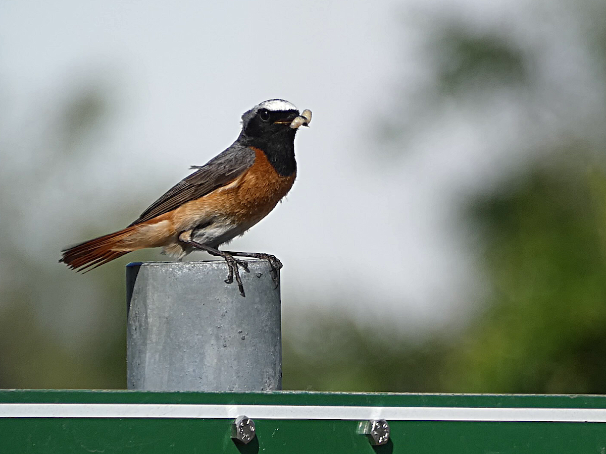 Common Redstart - Stephen Jorgenson-Murray