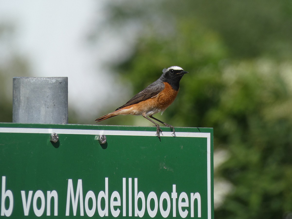 Common Redstart - ML239977421