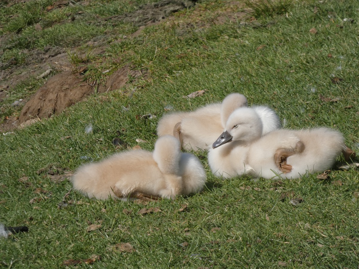 labuť velká - ML239977791