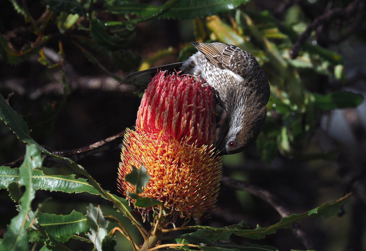 Western Wattlebird - ML239978001