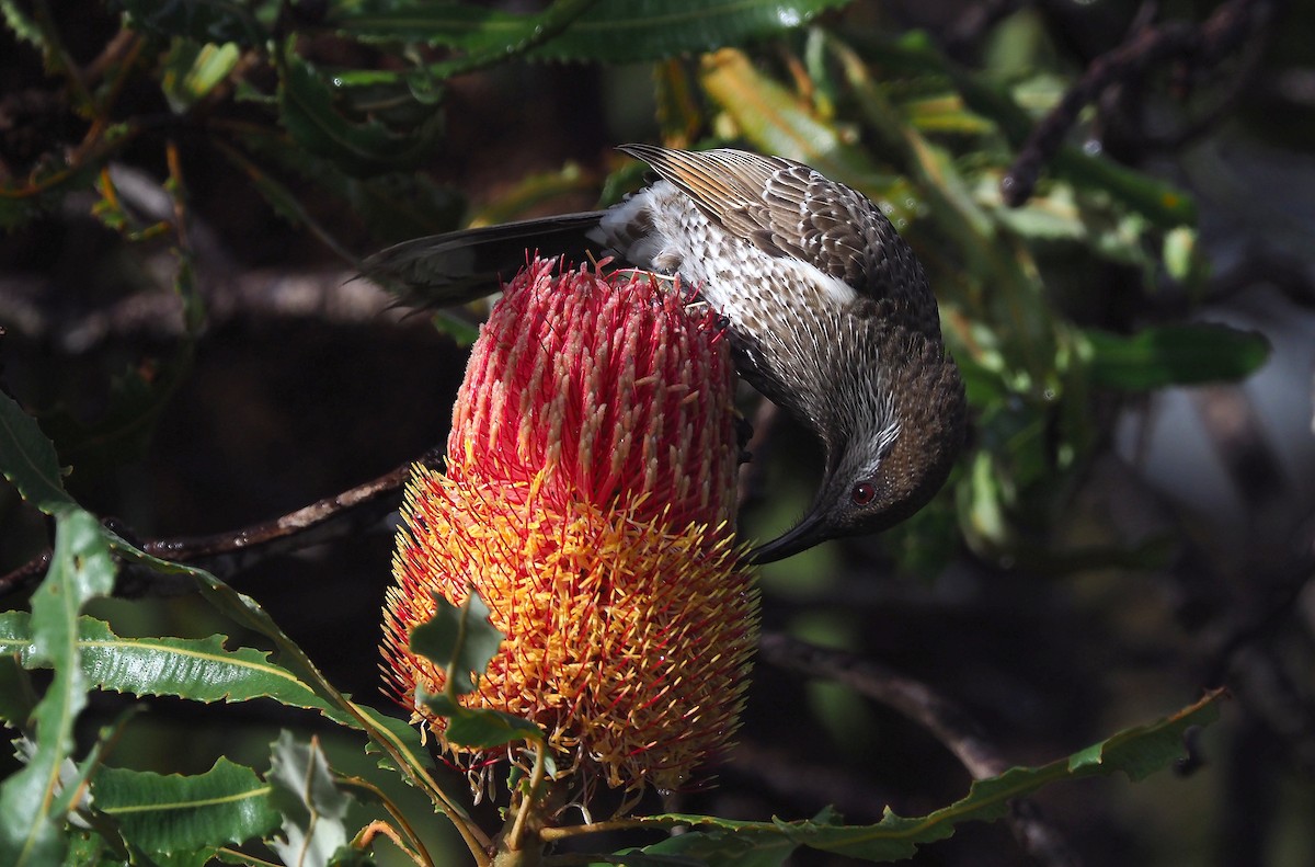 Western Wattlebird - ML239978131