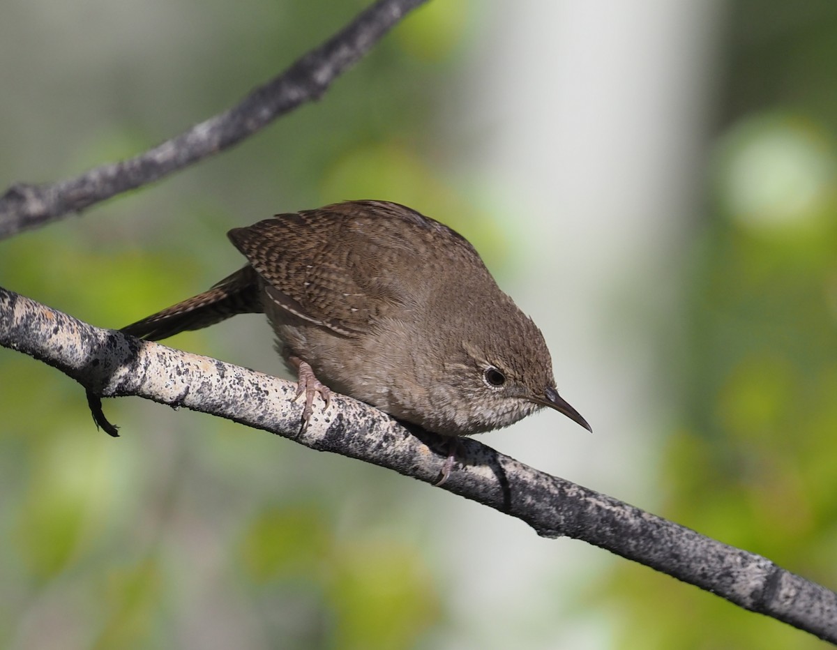 House Wren (Northern) - ML239978431