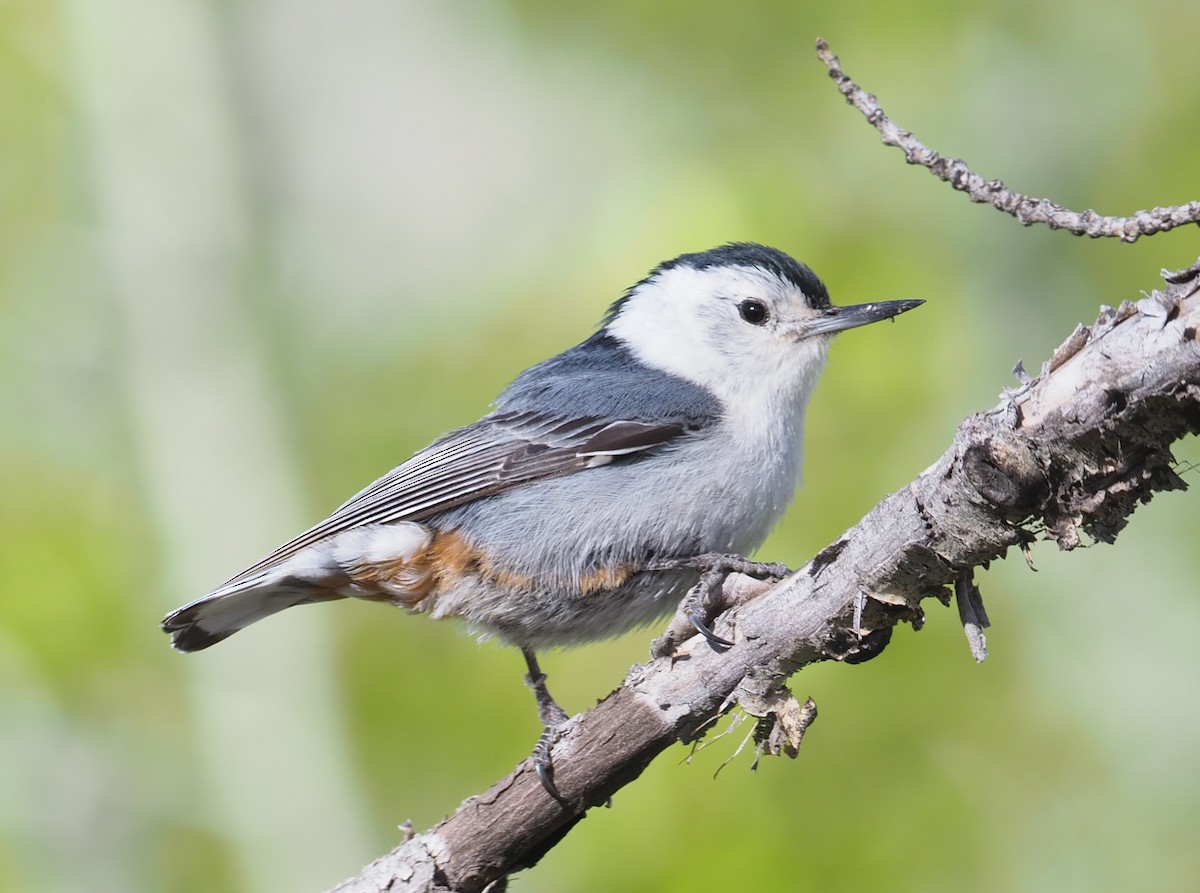 White-breasted Nuthatch - Stephan Lorenz