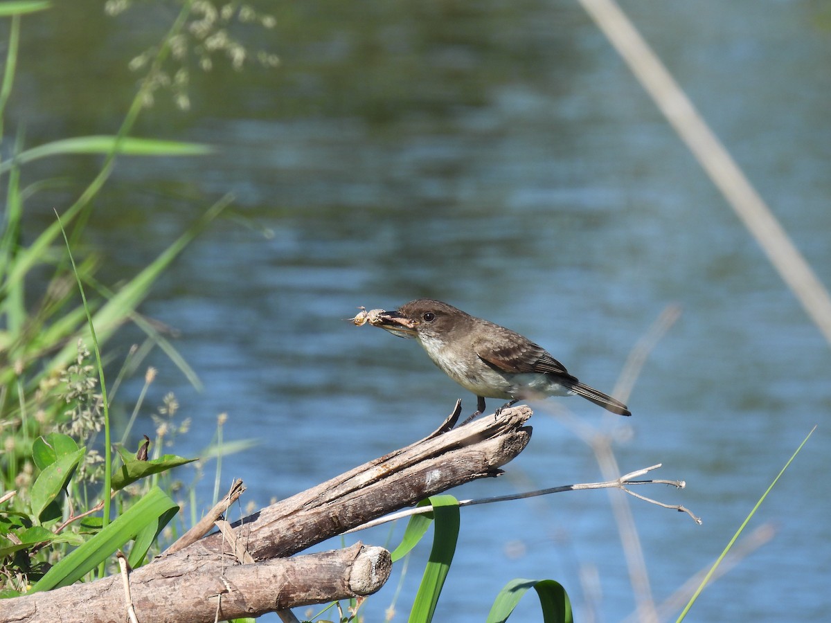 Eastern Phoebe - ML239978851