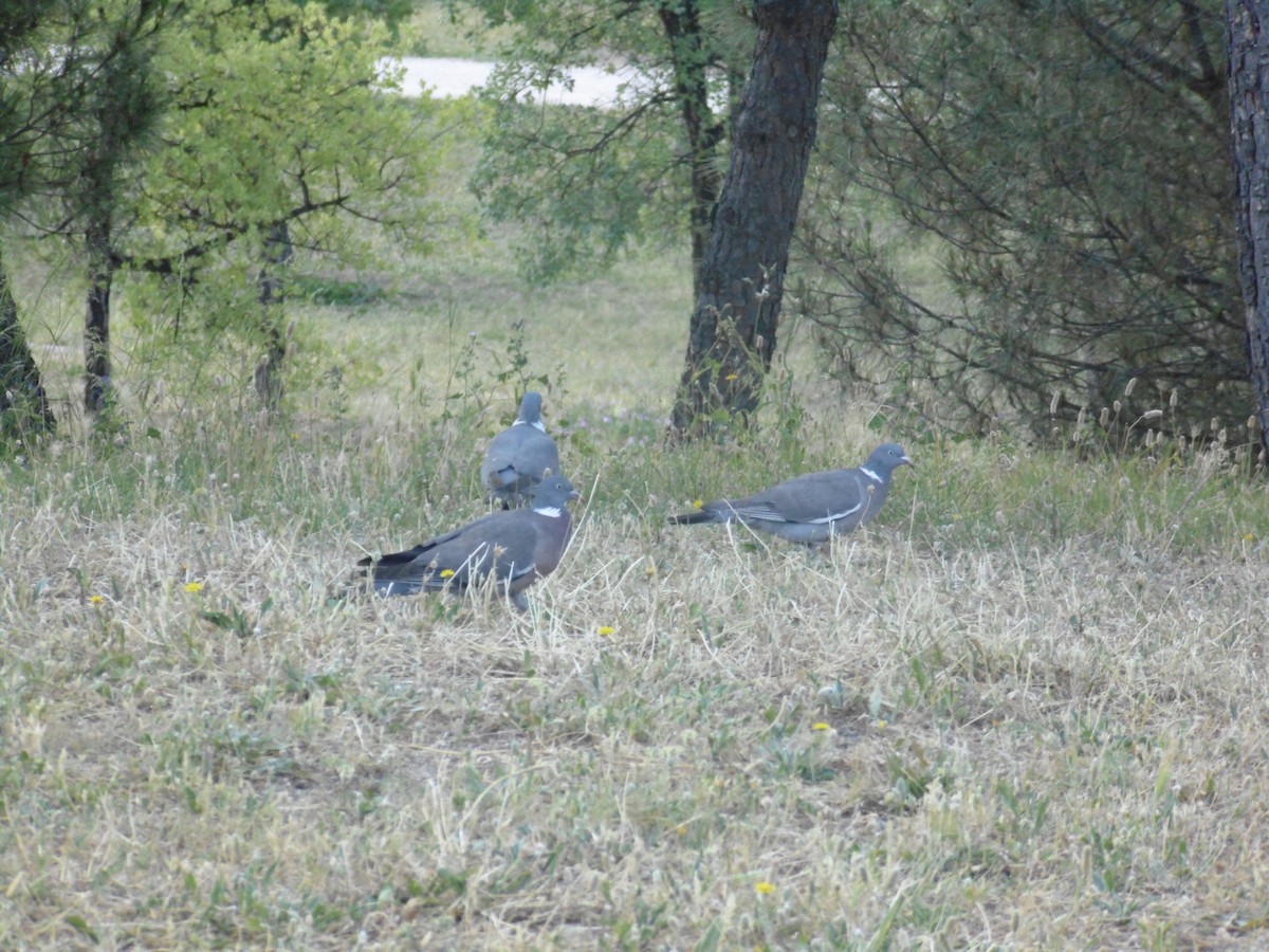 Ойн тагтаа - ML239978871